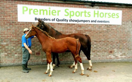 Balou Du Rouet Colt Foal